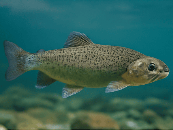 Underwater image of healthy fish used in aquaculture farming
